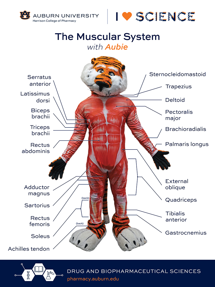 Aubie Muscular System poster