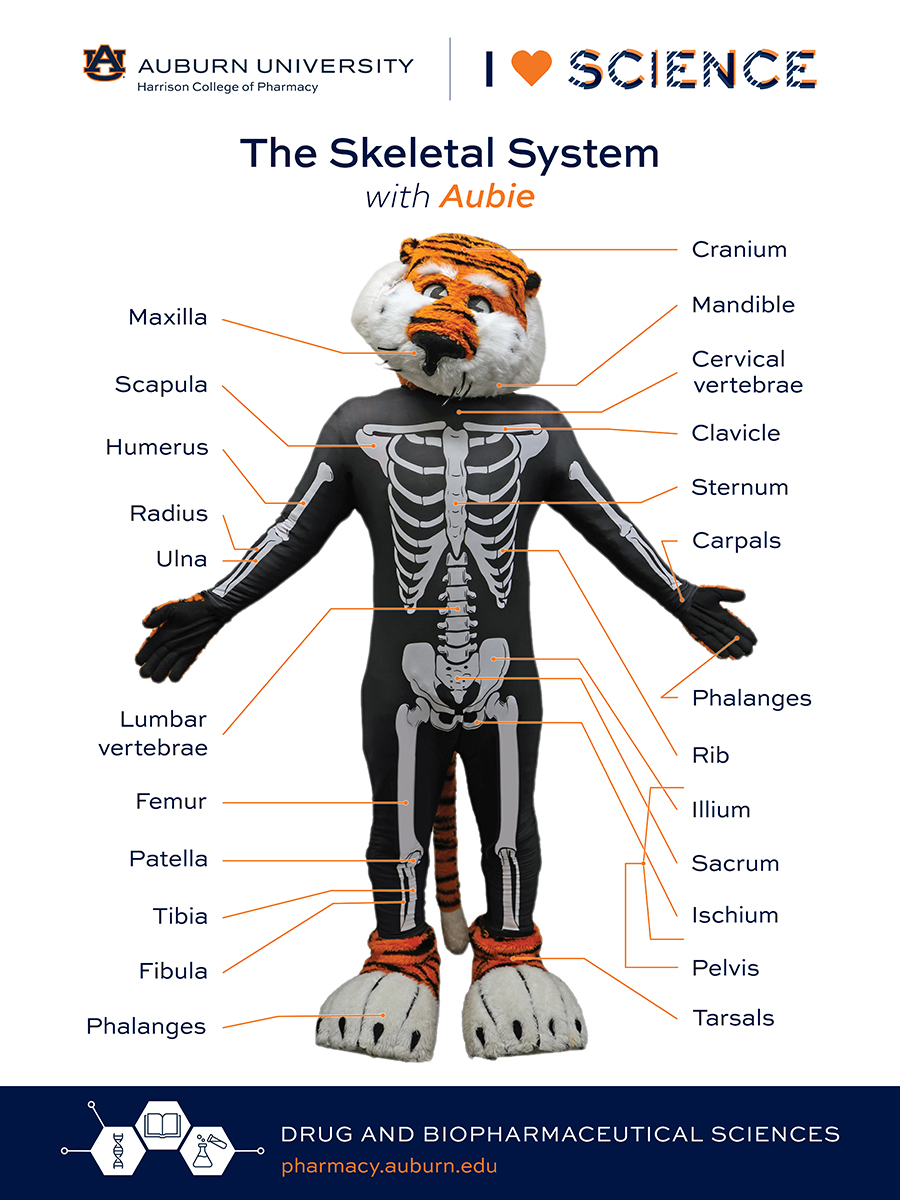 Aubie Skeleton poster